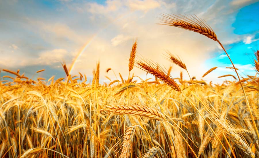 Differenza Farina Grano Tenero Duro Quale Usare Pasta