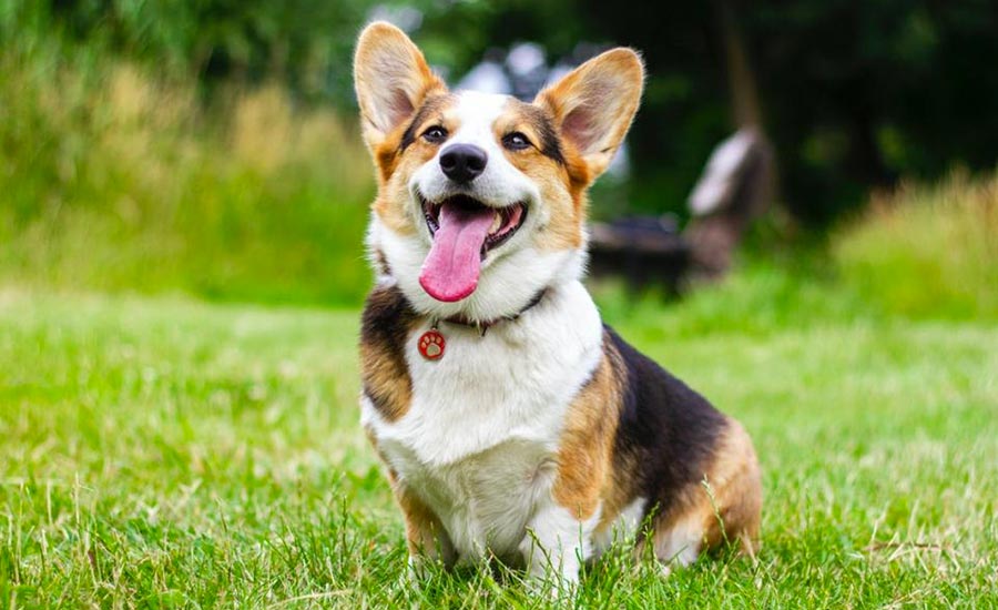 Pane Fa Male Cani Possono Mangiare